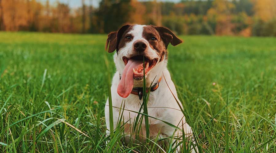 Der erste Besuch auf der Hundewiese